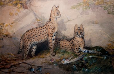 Serval by Joseph Wolf